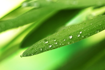 Fototapeta na wymiar Fresh grass with dew drops close up