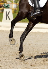 Dressage horse