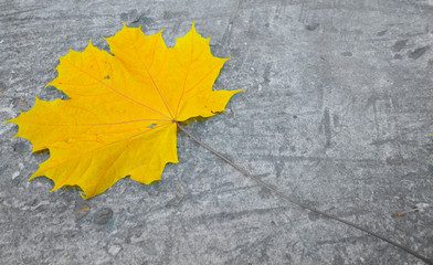 leaf fall
