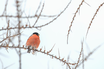 bullfinch