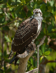 Osprey
