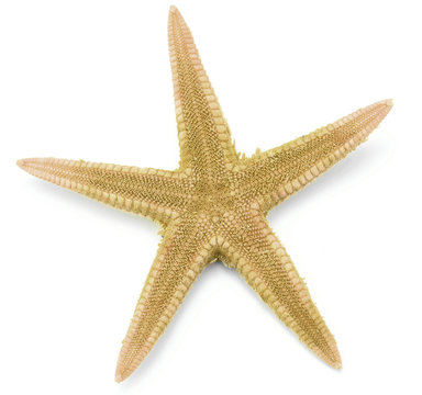 Seastar, isolated on white background.