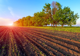 agricultural field