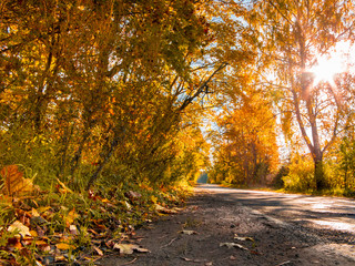 The sun, fall, wood, road.