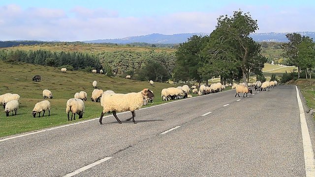 Ovejas en carretera