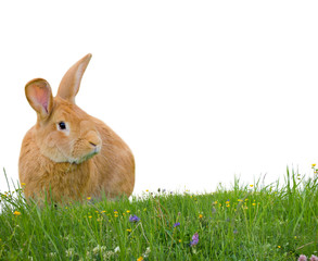 Rabbit isolated