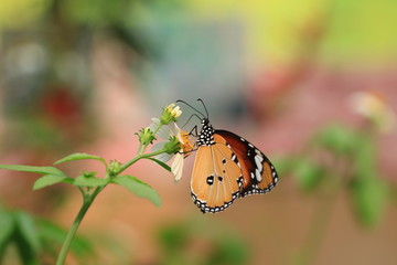 Common Tiger butterfly and flower