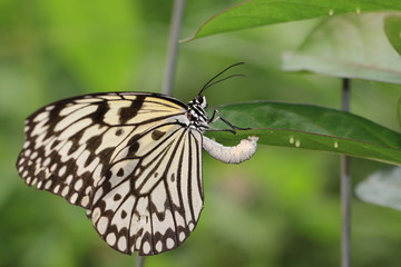 Fototapeta na wymiar Large Tree Nymphs(Paper Kite,Rice Paper) butterfly and eggs,a beautiful butterfly is laying eggs under the green leaf