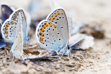 Butterfly family