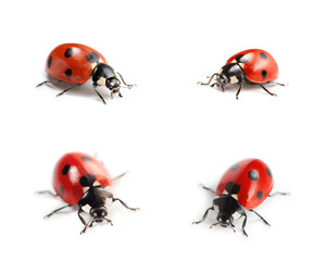 coccinelle © guy