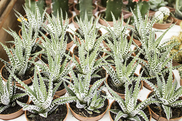 Obraz premium Small cactus