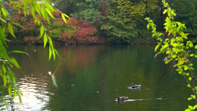 Geese swimming on the lake