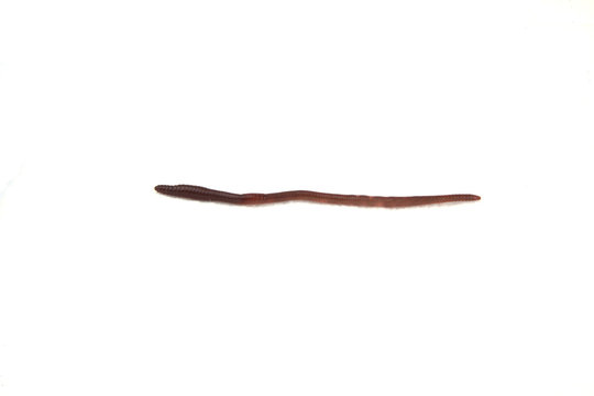 Earthworm