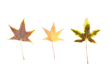 various leafs isolated