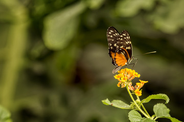 Pretty Butterfly