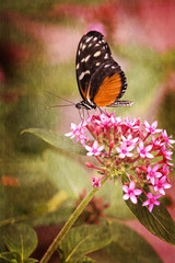 Pretty Butterfly