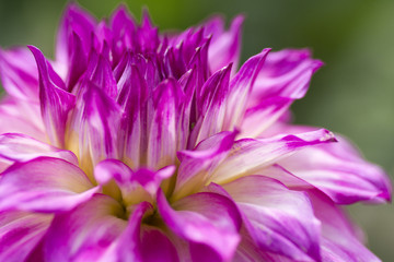 Colorful Dahlia Flower