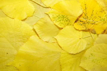 Fototapeta na wymiar background of yellow fallen leaves