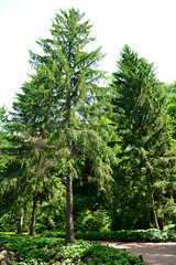 Obraz premium Beautiful park outdoors