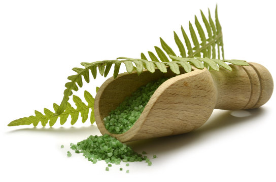 Pteridophyta Pteridophyte シダ植物門 Felce نباتات لازهرية وعائية