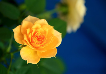 Beautiful flowers delicate rose.
