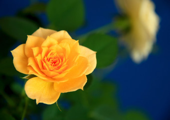 Beautiful flowers delicate rose.