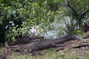 American crocodile