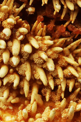 Close-up of starfish