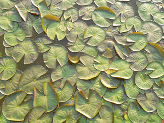 Lotus leaf surface