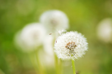 Fototapeta premium タンポポの綿毛 千葉