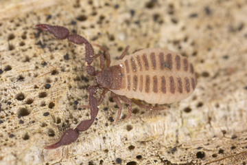 Book scorpion or false scorpion on wood, extreme close-up
