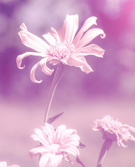 Vintage beautiful Flower with soft focus