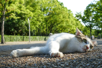 横になるのらねこ
