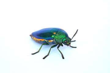 Jewel beetle isolated on white background