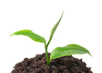 Tea leaves on a white background