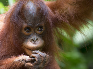 Borneo Orangutan