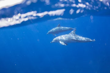 Naadloos Fotobehang Airtex Dolfijn dolfijn