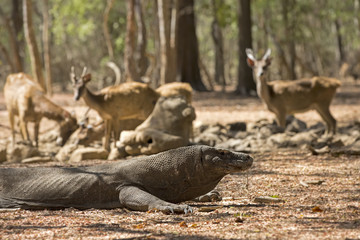 Komodo Dragon