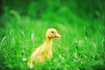duckling on green grass