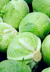 Green cabbage fresh harvest
