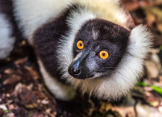 Black-and-white ruffed lemur of Madagascar