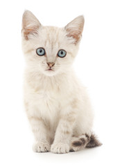 Kitten on a white background