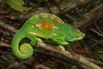 Colorful chameleon of Madagascar
