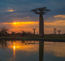 Naklejka premium Zachód słońca nad aleją baobabów, Madagaskar.