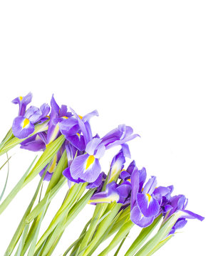 iris flowers on white background