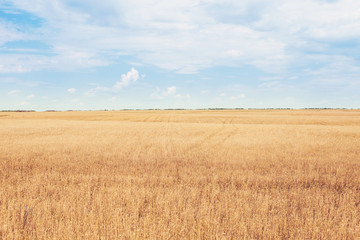 golden harvest under cloudy sky