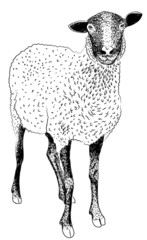 farm sheep