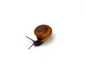 Snail with white background