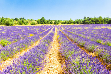 Plakat Lavender field in Provence