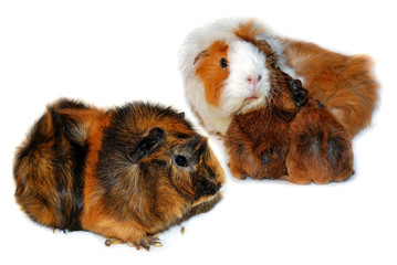 meerschweinchen familie